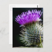 チスル ポストカード (正面/裏面)