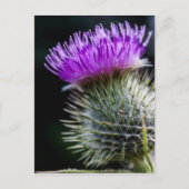 チスル ポストカード (正面)