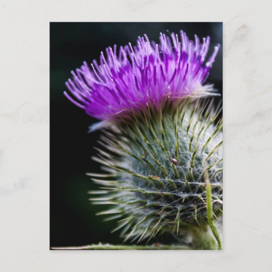 チスル ポストカード (正面)