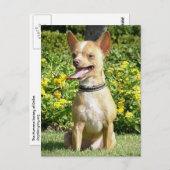 チチはがき ポストカード (正面/裏面)