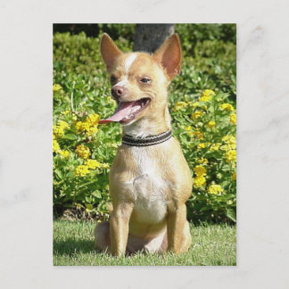 チチはがき ポストカード