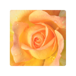 チチェワピーチバラブロッサム メタルプリント