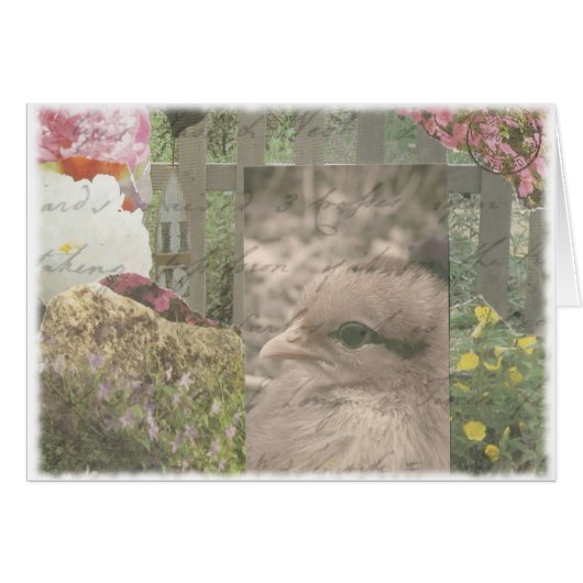 チッキー1 (正面横)