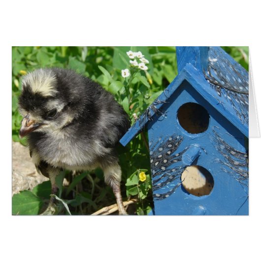チックとミックスメディアの鳥小屋 (正面横)