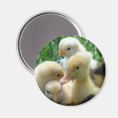 チックスとアヒル マグネット (正面/裏面)