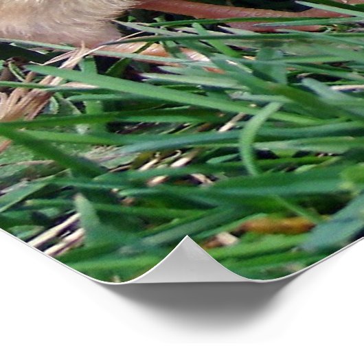 チックス ポスター (角)