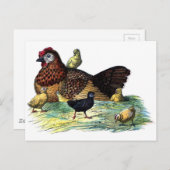 チック ヴィンテージ 動物 ポストカード (正面/裏面)