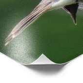 チッピング・スパロー フォトプリント            (角)