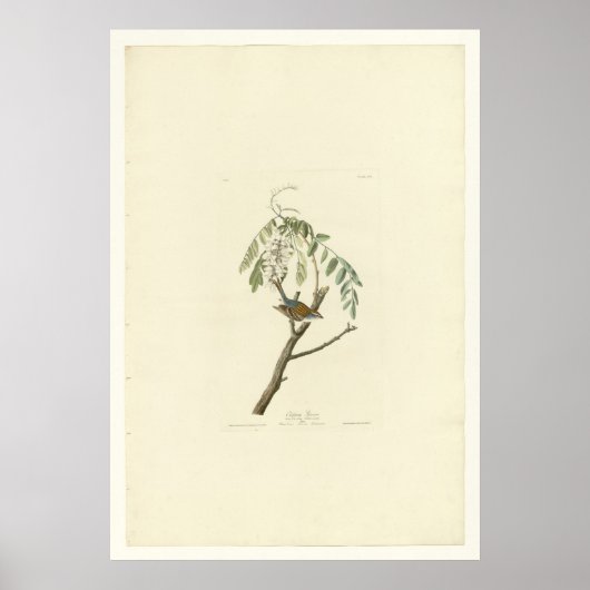 チッピング・スパロー ポスター (正面)