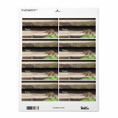 チップムンク登山階段 ラベル (フルシート)