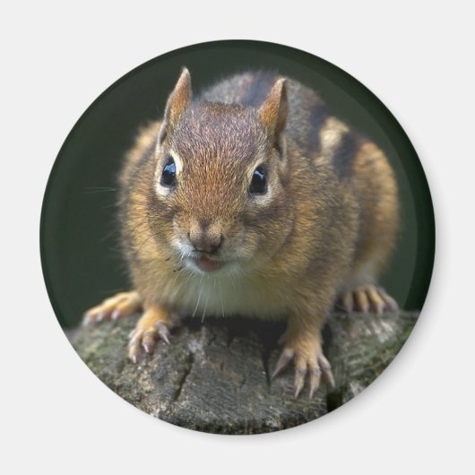 チップムンク磁石を欠く マグネット (正面)