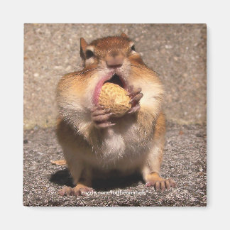 チップムンク – マグネット