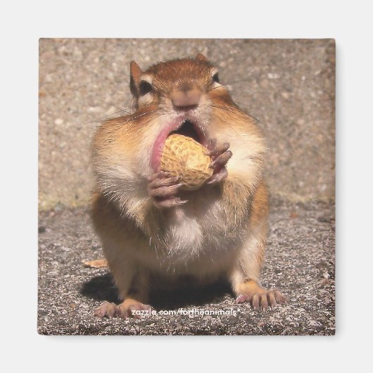 チップムンク – マグネット (正面)