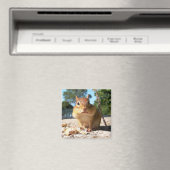 チップムンク – マグネット (インサイチュ (食洗機))