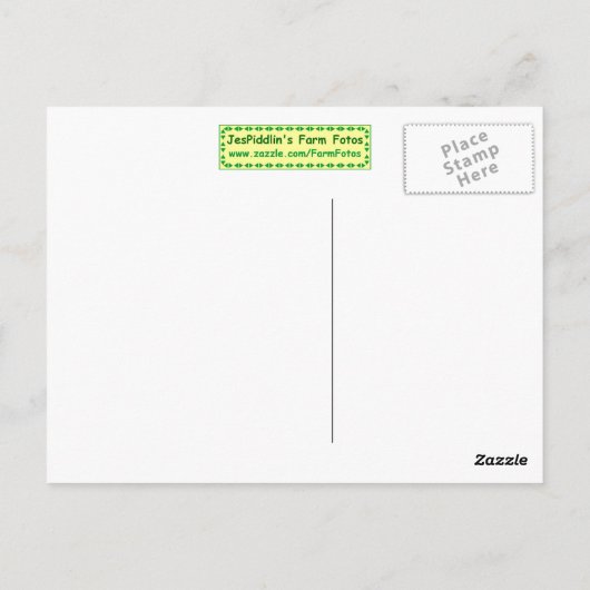 チッ生まれたばかりのク ポストカード (裏面)