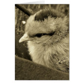 チッ遊クが庭に (正面)