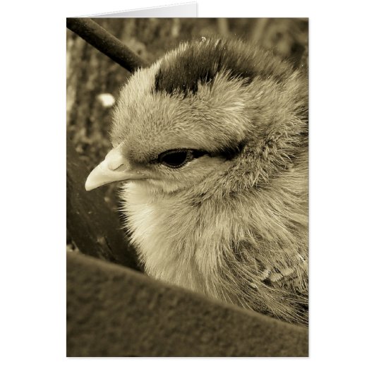 チッ遊クが庭に (正面)