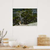 チプムンクアットツーメディスレイクオーバービュー ポスター (キッチン)