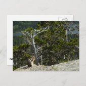 チプムンクアットツーメディスレイクオーバービュー ポストカード (正面/裏面)