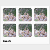 チプムンクチャッター スクエアシール (シート)