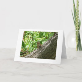 チプムンク,ニューヨーク植物園 カード