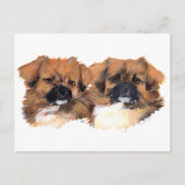 チベットのスパニエル犬の頭部の勉強 ポストカード (正面)