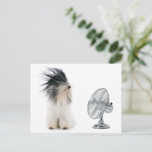 チベットのテリアと彼のファン ポストカード (スタンド正面)