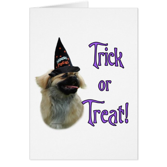 チベットスパニエル犬トリック (正面)