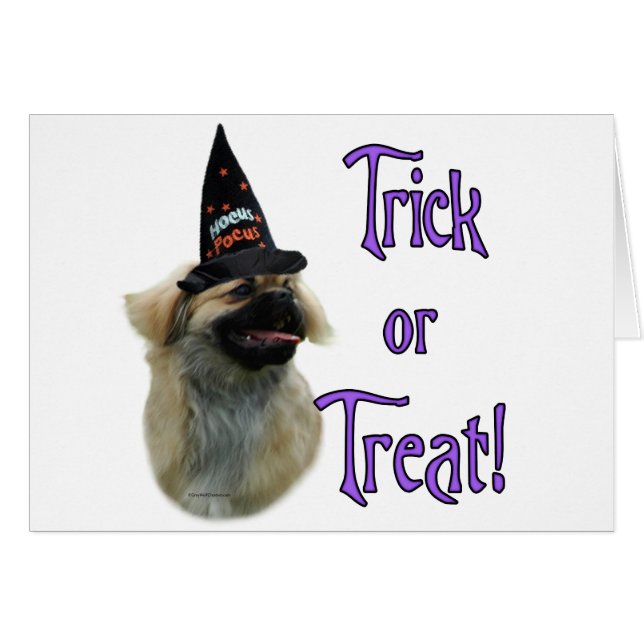 チベットスパニエル犬トリック (正面横)