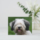 チベットテリア ポストカード (スタンド正面)