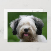 チベットテリア ポストカード (正面/裏面)