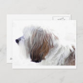 チベットテリア ポストカード (正面/裏面)