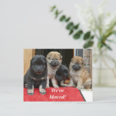 チベット語スパニエル犬引っ越しました新しい住所はがき 案内ポストカード (スタンド正面)