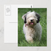 チベット・テリア・パップ ポストカード (正面/裏面)