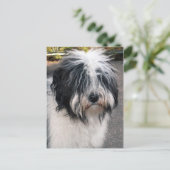 チベット・テリア ポストカード (スタンド正面)