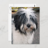 チベット・テリア ポストカード (正面/裏面)