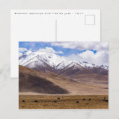 チベット - ヤクがいる山の風景 ポストカード (正面/裏面)