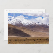 チベット – 山の風景とヤク ポストカード (正面/裏面)