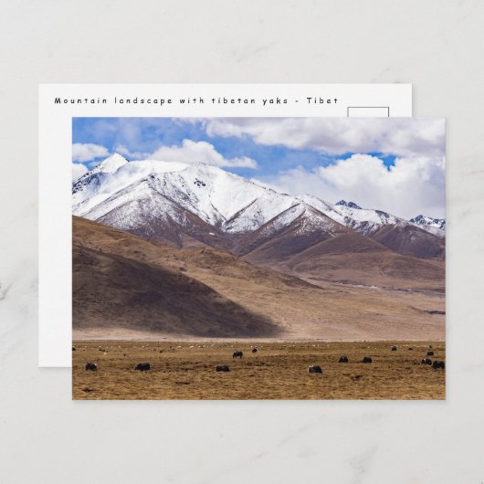 チベット – 山の風景とヤク ポストカード (正面/裏面)