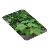 チムベリー マグネット (右側)