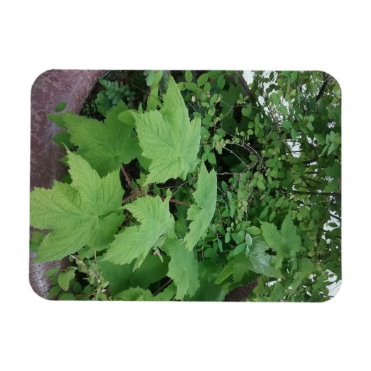 チムベリー マグネット (横)