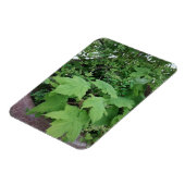 チムベリー マグネット (左側)