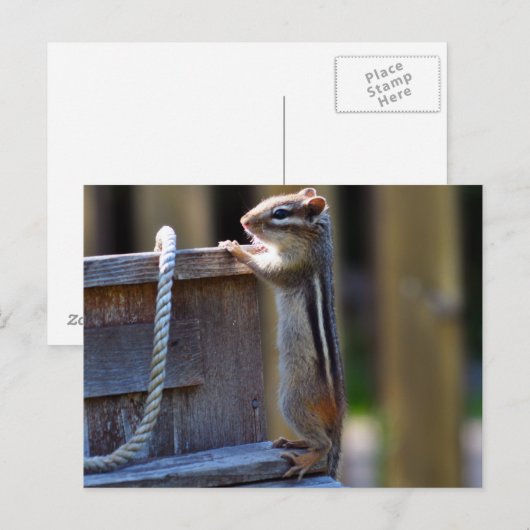 チムンク ポストカード (正面/裏面)