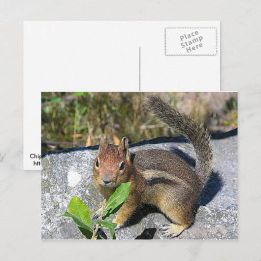 チムンク ポストカード (正面/裏面)