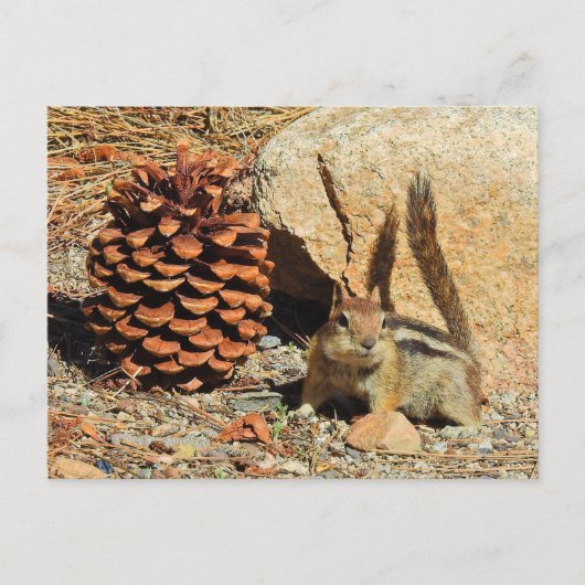 チムンク、野生動物、野生動物、葉書 ポストカード (正面)