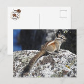 チムンク、野生動物、野生動物、葉書 ポストカード (正面/裏面)