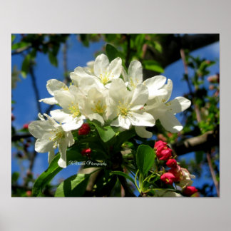 チャイナベリー美しい ポスター