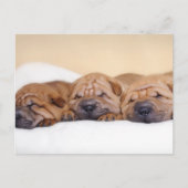 チャイニーズ・シャープ・ペイの子犬 ポストカード (正面)