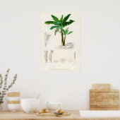 チャイニーズ・バナナ ポスター (キッチン)