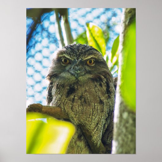 チャイロガマグチヨタカはフクロウではない ポスター (正面)